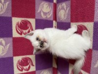 British shorthair yavru