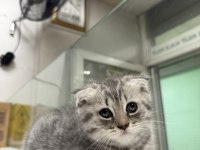 Ücretsiz sahiplendirme scottish fold