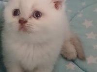 40 günlük scottish fold evimizin yavruları