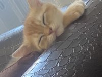 British Shorthair Golden Yavrusu