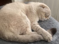 Scottish fold kedimiz