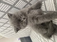 British Shorthair Kedimiz
