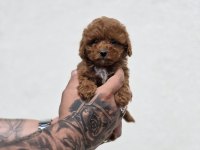 Bebek Surat Maltipoo Yavrular