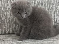 2 aylık eğitimleri tam güzel yavru british shorthair