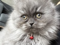 British Longhair Dişi Kedimiz