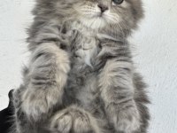 50 Günlük British Longhair