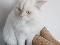 Chinchilla safkan