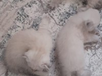 Son 2 yavru scottish fold erkek