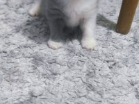 3 haftalık scottish fold yavrular