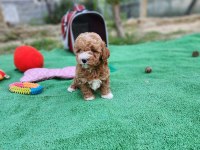 RUHSATLI KÖPEK ÇİFTLİĞİNDEN MALTİPOO YAVRULARIMIZ