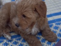 Poodle Cins Yavru Köpeğimiz