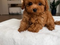 Kore teacup maltipoo