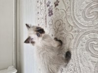RAGDOLL DİŞİ YAVRUMUZ YENİ YUVASINI ARIYOR