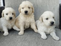 Golden bebekler