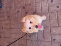 Mia ya yuva arıyoruz maltipoo