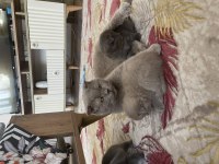 Scottish fold bebekler