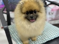 AYI SURAT POMERANİAN BOO