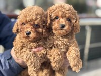 Ankaranın en seçkin toy poodle yavruları