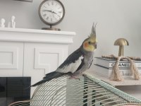 2 aylık şeker gibi sultan papağanı daha bebek