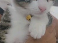 İZMİR KEDİMİZ LÜTFEN AÇIKLAMAYI OKUR MUSUNUZ