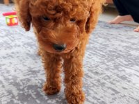 3 aylık toy poodle