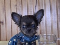 Birbirinden Güzel Chihuahua Bebekler