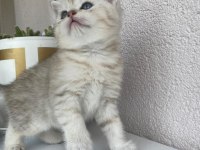 British shorthair