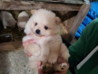 1 buçuk aylık pomeranian