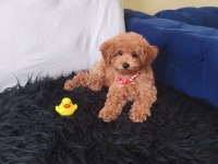 Peluş Bir Kız Toy Poodle