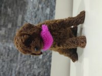 Dark Red Toy Poodle