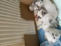 British Shorthair British Blue Point Yavruları 1 aylık