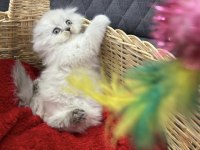 Scottish Ve British Shorthair Yavrular