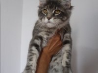 Şecereler ligi renkler gökkuşağı safkan maine coon