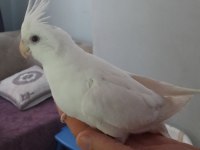 Albino sultan papağanı yavrularımız yeme düştüler