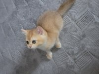 British golden ny12