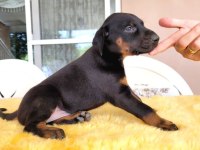 2 Aylık Çivi Gibi Yavru Doberman Yavrularım