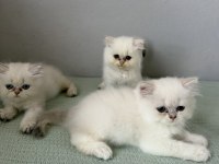 British Longhair Mavi Göz Bebekler