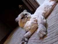 British longhair sakız kızımız ilk gelen alır