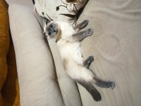Sahiplendirilecek scottish fold