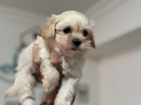 Show kalite tea cup kore maltipoo lar ziyarete açık