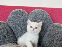 Maviş Bebek Kediler
