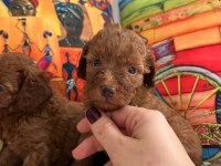 HER EVE POODLE