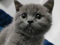 british shorthair yavrular