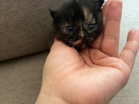 British longhair 2 adet yavru verilecek