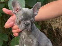 A kalite blue french bulldog yavrularımız