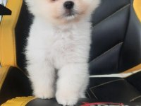 MİNİK TEDDY POMERANİAN BEBEĞİM