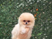 SAĞLIK VE IRK GARANTİLİ POMERANİAN KÖPEKLER