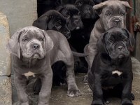 Son derece sağlıklı ve kaliteli cane corso bebekler