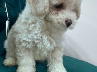 0 BOY KÖPEKLERİMİZ YENİ AİLELERİNE GİTMEYE HAZIR