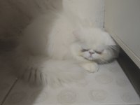 4 aylık erkek egzotic shorthair